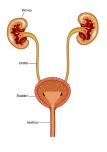 bladder infection