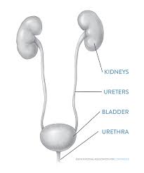 burning-while-urinating-top-nyc-urologist-contact-consultation-02