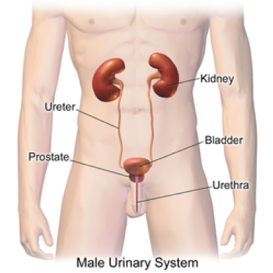 Types of Urologic Diseases & Treatments