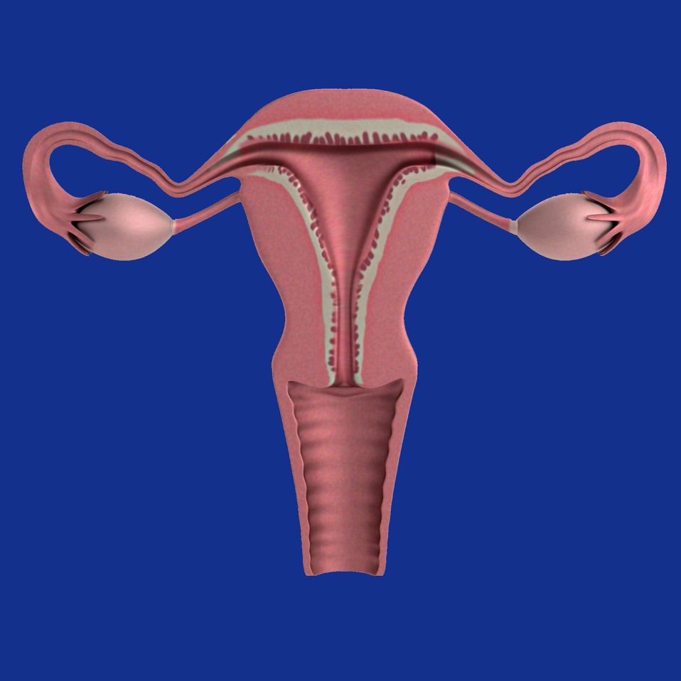Urologist for Prolapsed Uterus