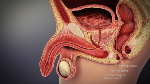 all about the prostate and prostate cancer