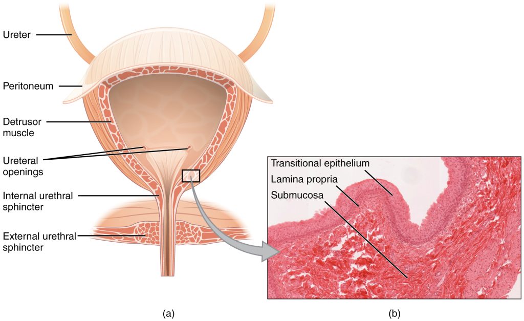 bladder botox for urinary incontinence 2023