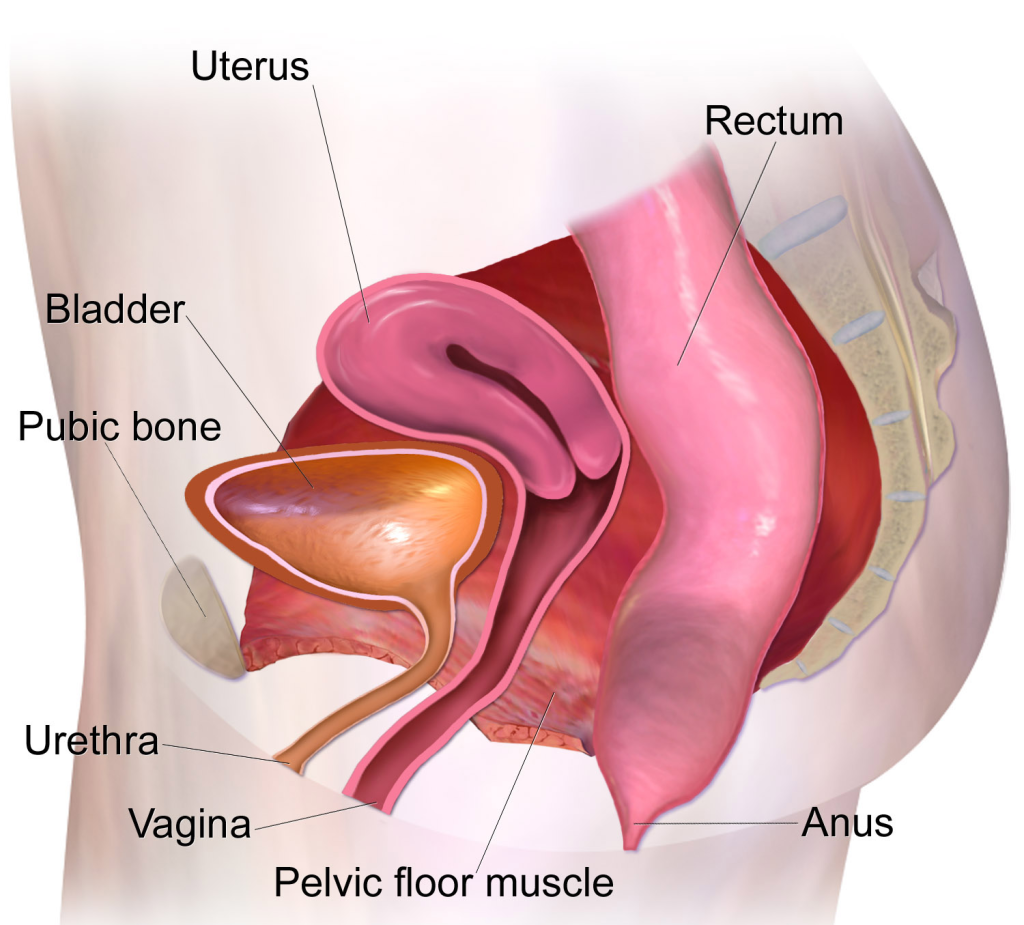 top urologist for pelvic floor disorders in women